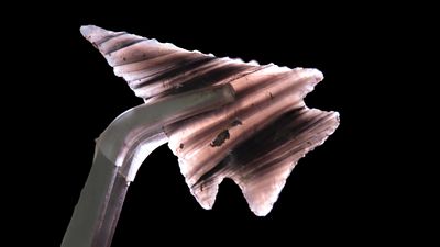 2 1/16" x 1 1/4" Elko Series, Obsidian, Shasta California, COA Dickey