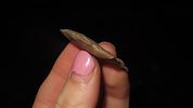 1 5/8" Brewerton Corner Notch, Found in Seymore, IndianaImage - 3