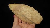 5 1/4" x 2 3/8" Knife Blade, Found in Adams Co. Illinois by Art Lepper on his farm south of Image - 1