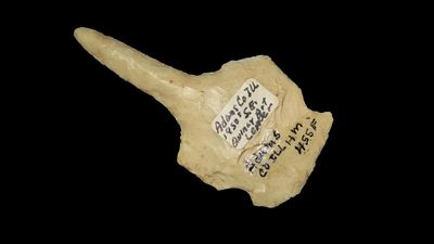 2 5/8" x 1 3/8" Drill Found in Adams Co. Illinois by Art Lepper on his farm south of Quincy 