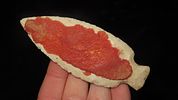 3 7/16" x 1 5/16" Table Rock, Motley COA, Found in Greene Co., MissouriImage - 1