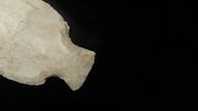 3 7/16" x 1 5/16" Table Rock, Motley COA, Found in Greene Co., MissouriImage - 5