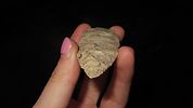 3 3/4" x 1 3/16" Dovetail, Motley COA, Found in Adams County, IllinoisImage - 3
