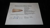 3 11/16" x 1 9/16" Pulaski, Motley COA, Found in Osage County, MissouriImage - 6