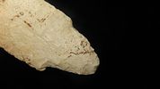 5” Adena Point, Clark County Mo. Ex-Bud GoodwinImage - 4