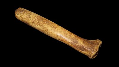 5 7/8" Bone Tool. South Platt River. Greely, Colorado. 1940