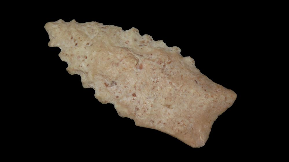 2 1/4” Serrated Angostura Point