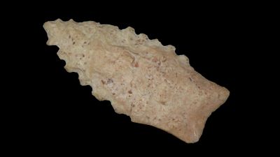 2 1/4” Serrated Angostura Point