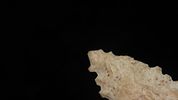 2 1/4” Serrated Angostura PointImage - 4