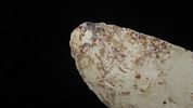 4 1/4" Heartbreaker Thebes Point, Found in Cooper Co. MissouriImage - 3