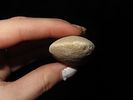 3 3/4" Chisel/Celt. Double Bitted Both Ends. Made of Limestone. Fulton County, Kentucky.Image - 3