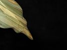 Oustanding 4" Banded Slate Animal Effigy Birdstone, Pennsylvania, Motley COA. Beautiful Vivid Image - 5