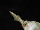 Oustanding 4" Banded Slate Animal Effigy Birdstone, Pennsylvania, Motley COA. Beautiful Vivid Image - 6