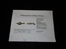 Oustanding 4" Banded Slate Animal Effigy Birdstone, Pennsylvania, Motley COA. Beautiful Vivid Image - 8
