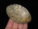 3 1/2" Agate Folsom Knife, Lincoln Co. Colorado, Motley COA. Outstanding Paleo Ovoid found near Image - 1