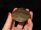 3 1/2" Agate Folsom Knife, Lincoln Co. Colorado, Motley COA. Outstanding Paleo Ovoid found near Image - 3