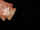 Incredible 3 3/4" Archaic Corner Notch / Stillwell, Richland Co. Ohio. Bennett's COA. Beautiful Image - 7