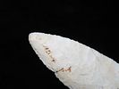 4 3/16" Dovetail, Cole Co. Missouri. Motley COA. Wonderful Classic example with great flaking Image - 5