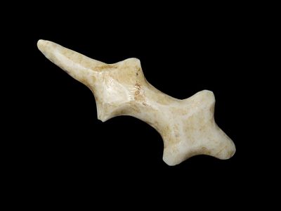 Rare 3 3/16" Polished Flint Lizard, Jersey Co. Illinois. Motley COA. Nice example with great 