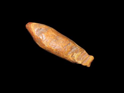 1 5/8" Alaskan Grooved Animal Tooth Pendant. Heavy age & patina, great polish, Nicely Grooved 