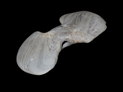 Pictured 6" Banded Slate Butterfly Bannerstone, Auglaize Co. Ohio. Motley COA. Well Pictured in 