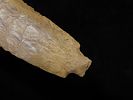 Huge 7 7/8" Elk River Benton, McNairy Co. Tennessee. Dickey COA. Nice and thin with exceptional Image - 8