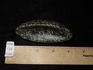 Incredible 3 3/8" Boatstone, Iroquois Co. Illinois. Motley COA. Amazing form and great polish. Image - 7
