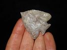 Highly Translucent Carter Cave Fractured Base Decatur, Bath Co. Kentucky. Motley COA. Amazing Image - 2