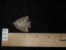 Highly Translucent Carter Cave Fractured Base Decatur, Bath Co. Kentucky. Motley COA. Amazing Image - 11