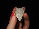 Exceptional Paleo Plainview, Olive Branch Site, Alexander Co. Illinois. Motley COA. Flawless Image - 3