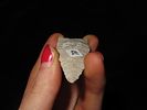 Exceptional Paleo Plainview, Olive Branch Site, Alexander Co. Illinois. Motley COA. Flawless Image - 4
