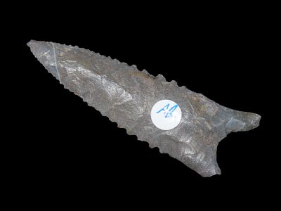 3 1/16" Serrated Pitkin Chert Dalton, Arkansas. Motley COA. Amazing serrations, nice classic 