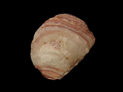 Colorful 2 3/4" Paleo to Archaic Crescent Knife, Buffalo River Chert, Wayne Co. Tennessee. 