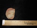 Colorful 2 3/4" Paleo to Archaic Crescent Knife, Buffalo River Chert, Wayne Co. Tennessee. Image - 6
