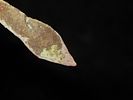 3 1/2" Copper Rattail Spear, Vilas Co. Wisconsin. Great example with heavy no brainer age & Image - 4