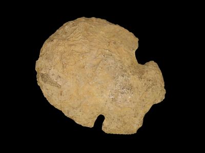 Amazing Cahokia Notched Hoe, Madison Co. Illinois. Motley COA. Great form and nice use polish. 