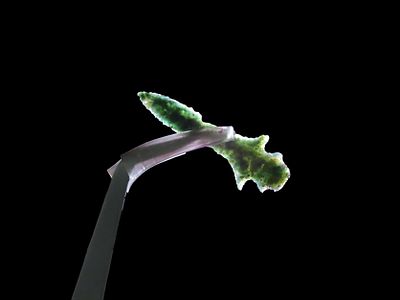 Incredible Klickitat Dagger, N. Oregon. Motley COA. Oustanding Rare Example made from a 