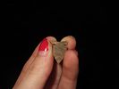 Amazing Cahokia Bird Point, Madison Co. Illinois. Nice Higher Grade example, very thin and well Image - 3