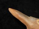 Amazing 6 1/16" Bird / Owl Effigy Pipe, Arizona. Motley COA. Hohokam or Anasazi. Nicely Image - 3