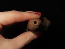 Amazing 6 1/16" Bird / Owl Effigy Pipe, Arizona. Motley COA. Hohokam or Anasazi. Nicely Image - 5