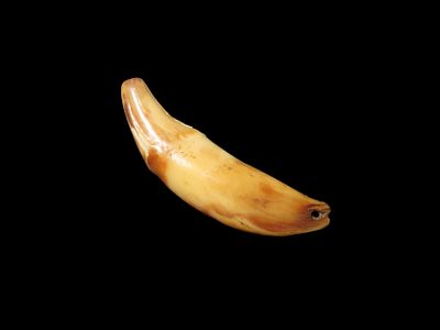 Nice Anciently Drilled Wolf Canine Tooth Pendant, Alaska, 1 3/8" long, Alaskan Eskimo Pendant / 