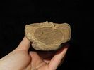 Rare 5 5/8" Hohokam / Anasazi Human Effigy, Southwest US. Motley COA. Nicely detailed piece Image - 8