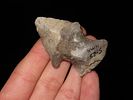 Nice Hopewell Snyders found in Berrien County Michigan. Well patianted pieceof Bayport Chert. Image - 1