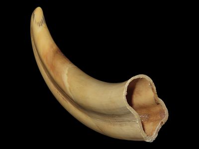 4"3/4 Whale Tooth