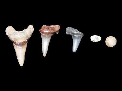 Lot of Shark Teeth and Bead