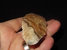 4 1/16" x 1 9/16" Thonotosassa, Dickey COA, Found Near Tampa, Florida, Ex. Michael Gorgas Image - 4