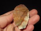 4 1/16" x 1 9/16" Thonotosassa, Dickey COA, Found Near Tampa, Florida, Ex. Michael Gorgas Image - 5