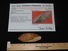 4 1/16" x 1 9/16" Thonotosassa, Dickey COA, Found Near Tampa, Florida, Ex. Michael Gorgas Image - 10