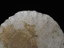 10 5/16" x 4 7/8" Spade, Made of Mill Creek Chert, Keele COA, Ex. Chester Wright CollectionImage - 11
