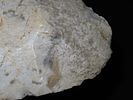 10 5/16" x 4 7/8" Spade, Made of Mill Creek Chert, Keele COA, Ex. Chester Wright CollectionImage - 12
